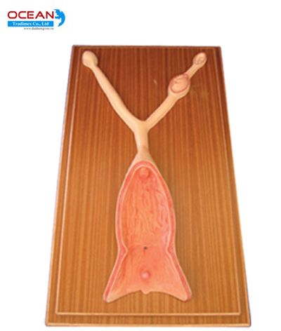 Mô hình tử cung chó